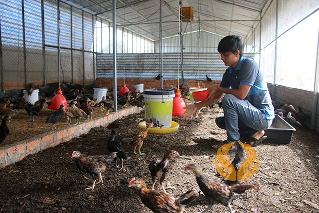 Ứng dụng đạm thủy phân ấu trùng ruồi lính đen dùng trong chăn nuôi gia cầm