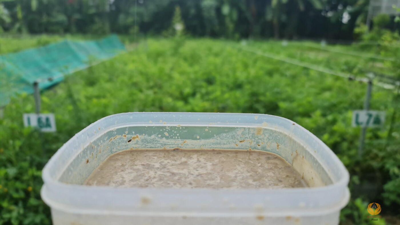 Đạm thủy phân ấu trùng ruồi lính đen đóng vai trò quan trọng trong việc cung cấp nguồn thức ăn thủy sản