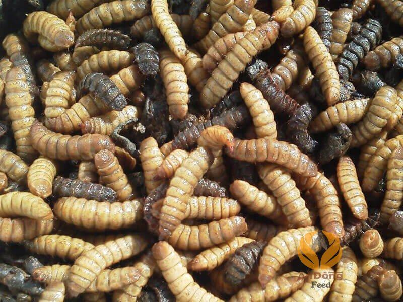 Đạm thủy phân làm hoàn toàn từ ấu trùng ruồi lính đen