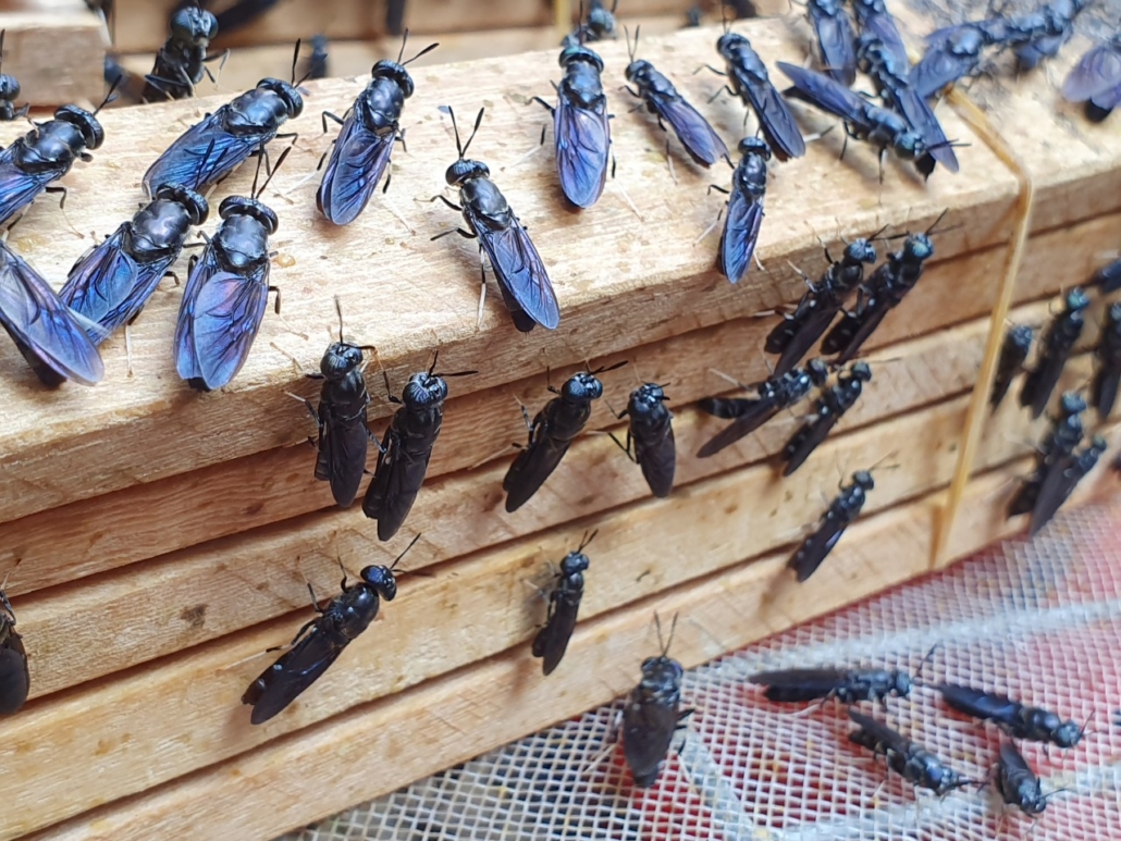 Đặc điểm của ruồi lính đen
