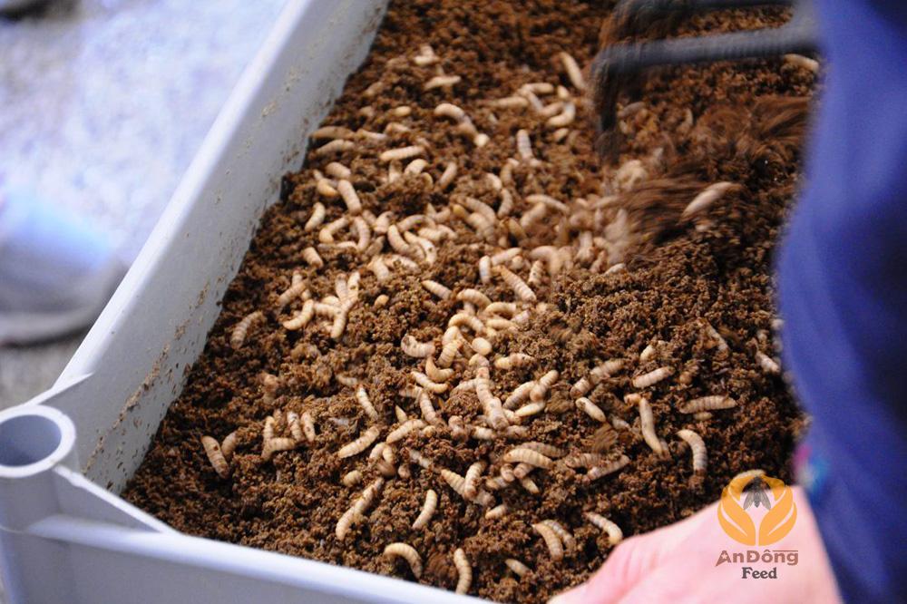 Đạm thủy phân ấu trùng ruồi lính đen được sử dụng trong chăn nuôi giúp vật nuôi lớn nhanh và tăng trưởng mạnh