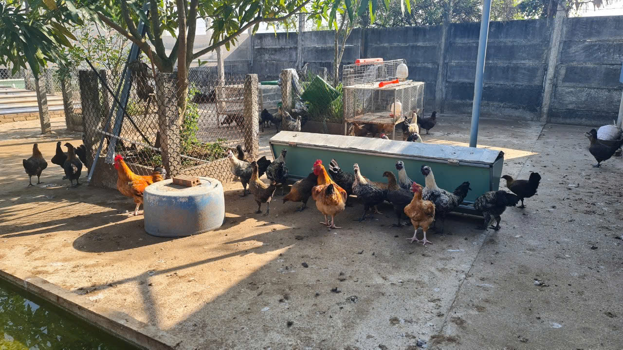 Lợi ích của đạm thủy phần ấu trùng ruồi lính đen giúp vật nuôi khỏa mạnh tăng trưởng nhanh