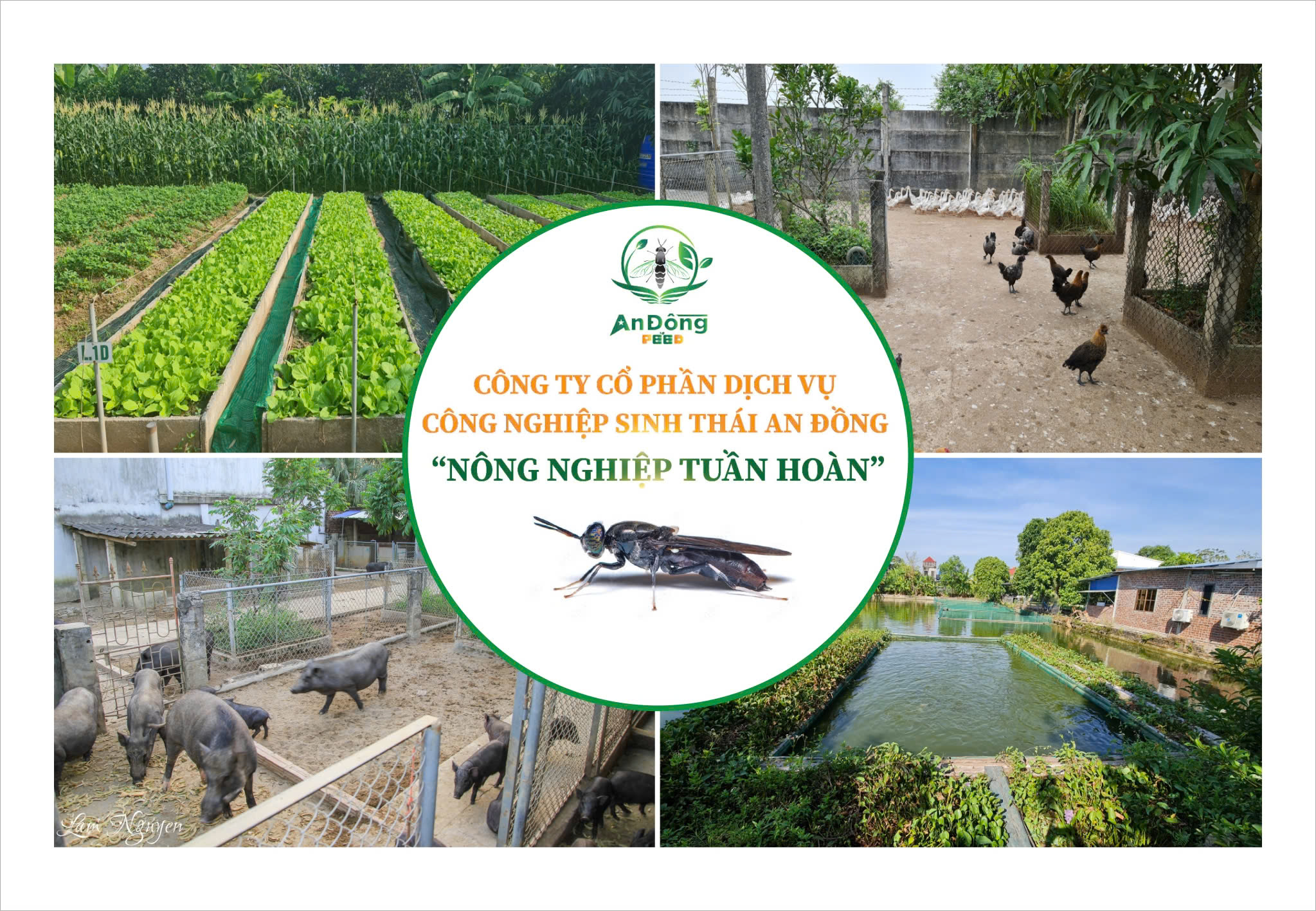 An Đồng Feed Tự hào là đơn vị đi đầu trong việc cung cấp các dịch vụ tốt nhất: SINH THÁI - TUẦN HOÀN - HỮU CƠ - BỀN VỮNG