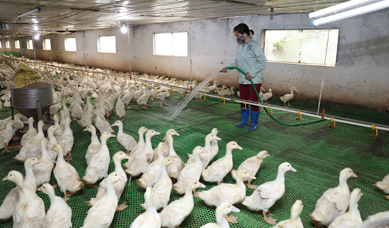 Tiềm năng phát triển từ ấu trùng ruồi lính đen làm thức ăn chăn nuôi 3 Lợi ích khi dùng ấu trùng ruồi lính đen làm thức ăn chăn nuôi