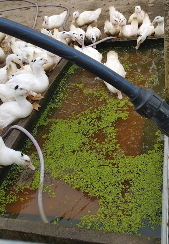 Bèo tấm làm thức ăn cho lợn gà vịt: Giải pháp chăn nuôi xanh, tiết kiệm chi phí 3 Lợi ích khi dùng bèo tấm làm thức ăn cho lợn gà vịt