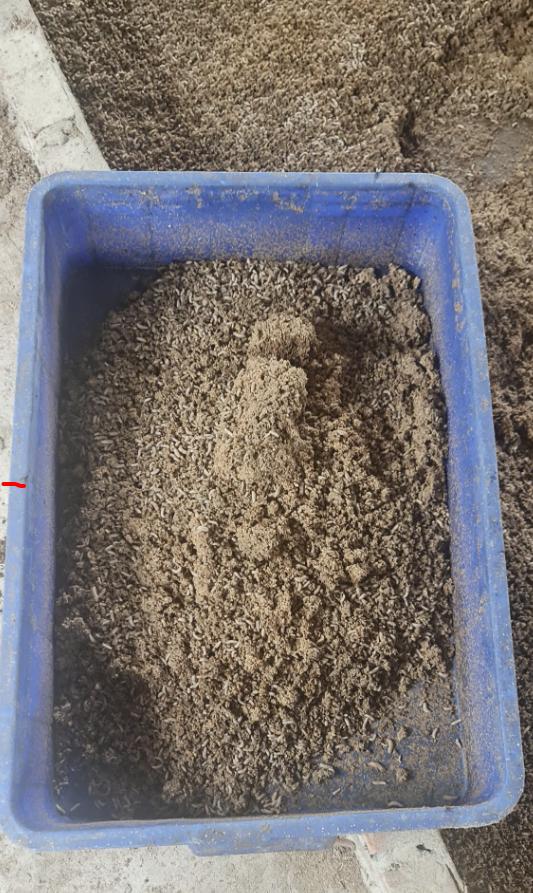 Bã bia nuôi ấu trùng ruồi lính đen – Bí quyết tiết kiệm chi phí chăn nuôi 3 Vì sao nên dùng bã bia nuôi ấu trùng ruồi lính đen