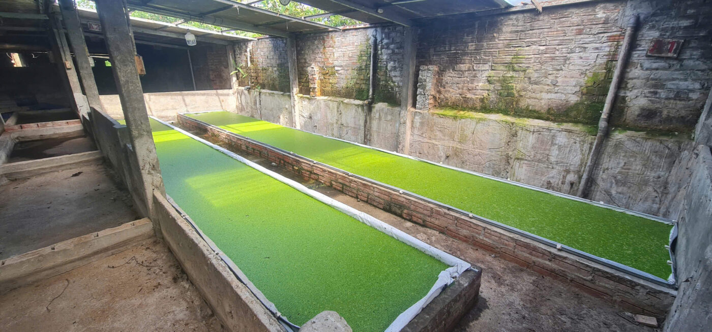 Giải pháp nuôi bèo tấm trong nhà bằng đạm thủy phân từ ruồi lính đen