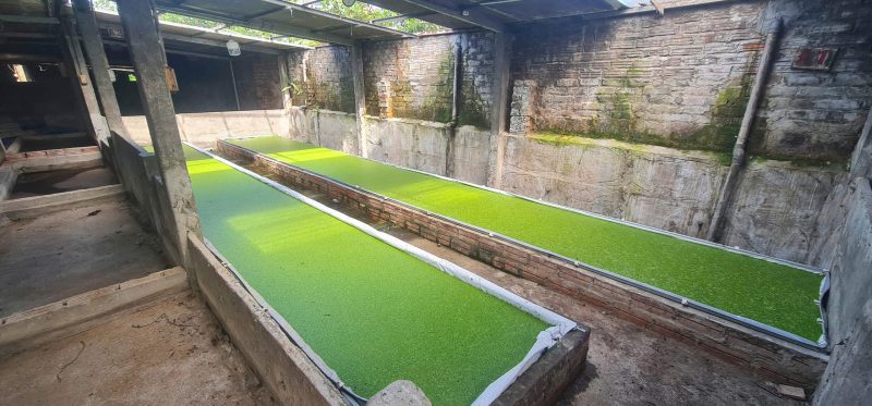 Giải pháp nuôi bèo tấm trong nhà bằng đạm thủy phân từ ruồi lính đen