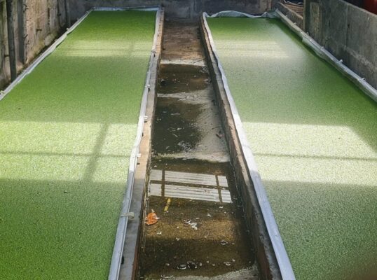 Giảm chi phí chăn nuôi nhờ mô hình nuôi bèo tấm với đạm thủy phân ruồi lính đen