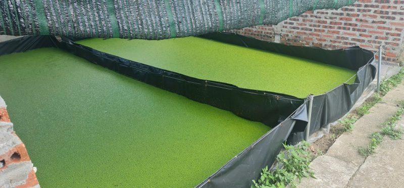 Lợi ích của phương pháp nuôi bèo tấm trong nhà bằng đạm thủy phân