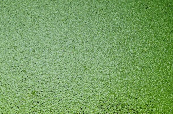 Mô hình nuôi bèo tấm trong nhà tiết kiệm chi phí, nâng cao hiệu quả chăn nuôi