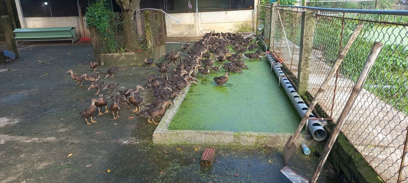 Nuôi bèo tấm trong kinh tế tuần hoàn Giải pháp xanh cho nông nghiệp bền vững