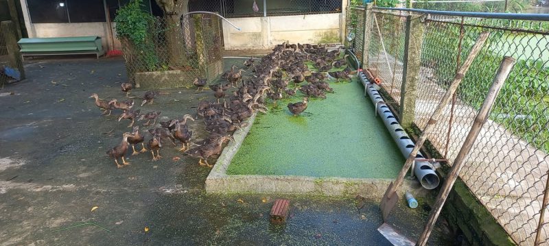 Nuôi bèo tấm trong kinh tế tuần hoàn Giải pháp xanh cho nông nghiệp bền vững