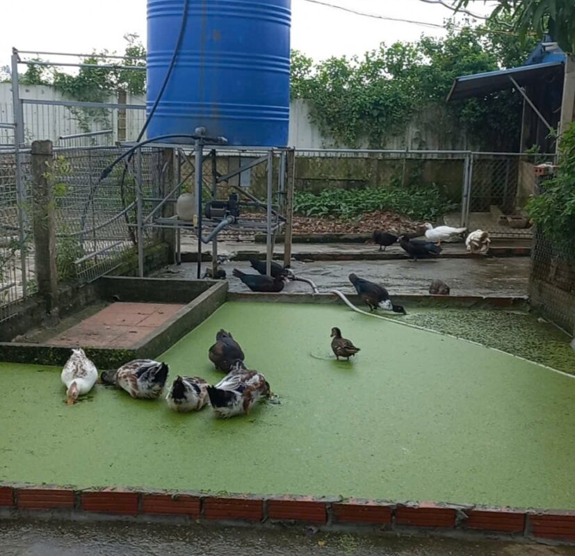 Nuôi bèo tấm trong kinh tế tuần hoàn: Giải pháp xanh cho nông nghiệp bền vững 2 Tìm hiểu kinh tế tuần hoàn trong nông nghiệp