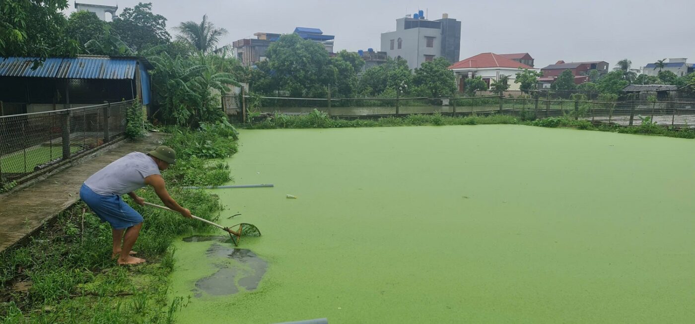 Nuôi bèo tấm trong kinh tế tuần hoàn: Giải pháp xanh cho nông nghiệp bền vững 3 Vai trò của nuôi bèo tấm trong mô hình kinh tế tuần hoàn