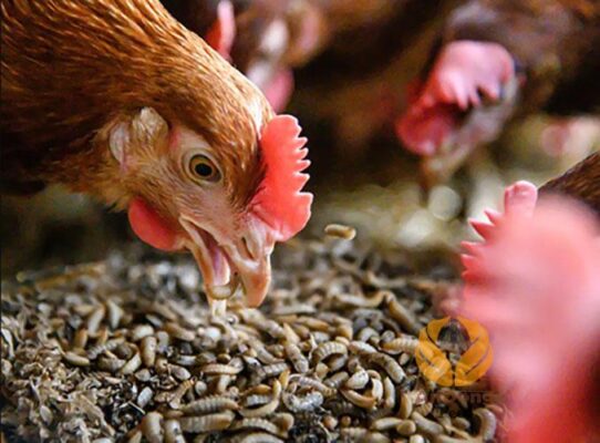 Đạm thủy phân ấu trùng ruồi lính đen dùng trong chăn nuôi