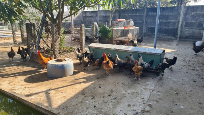 Đạm thủy phần từ ấu trùng ruồi lính đen