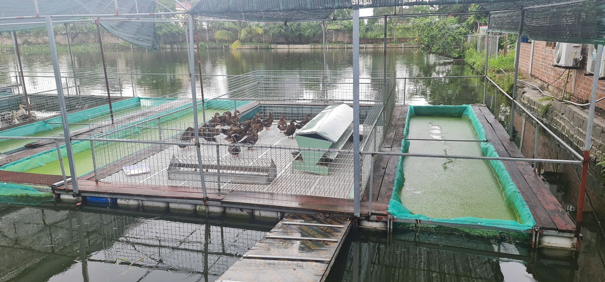 Bèo tấm làm thức ăn cho lợn gà vịt Giải pháp chăn nuôi xanh, tiết kiệm chi phí