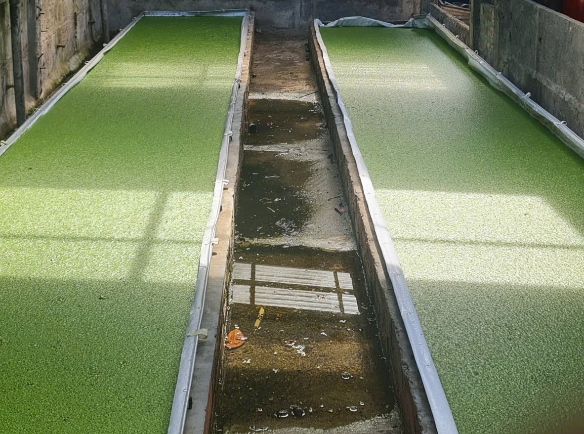 Giảm chi phí chăn nuôi nhờ mô hình nuôi bèo tấm với đạm thủy phân ruồi lính đen