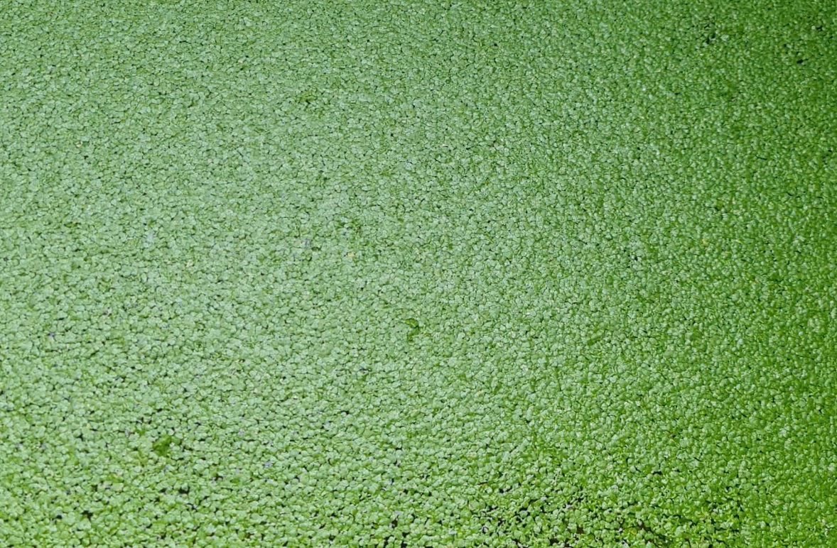 Mô hình nuôi bèo tấm trong nhà tiết kiệm chi phí, nâng cao hiệu quả chăn nuôi